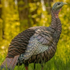 Avian-X Turkey Decoy HDR Hen Breeder, Lookout AVX8106 -Outdoor Sports Store AvianX 01696 Avian X HDR Hen Decoy Lookout AVX8106 Pic