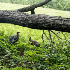 Avian-X Turkey Decoy LCD Lookout Hen AVX8006 -Outdoor Sports Store AvianX 08006 Avian X Turkey Decoy LCD Lookout Hen AVX8006 Pic