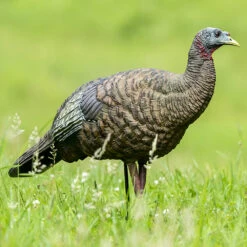 Avian-X Turkey Decoy LCD Breeder Hen AVX8008 -Outdoor Sports Store AvianX 08008 Avian X Turkey Decoy LCD Breeder Hen AVX8008 Pic
