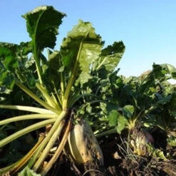 Outdoor Sports Store -Outdoor Sports Store Domain Domain Outdoor Food Plot Seed Beet Down Pic