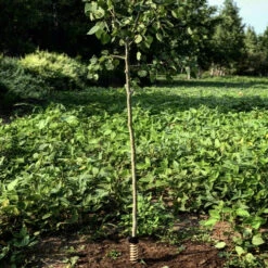 Hodag Licking Stick AllSeason Scent 8 Oz Bottle -Outdoor Sports Store Hodag Hodag Licking Stick with Tree 2 1