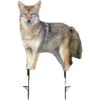 Montana Decoy Company Song Dog Coyote Decoy 0079 -Outdoor Sports Store Montana 00079 Montana Decoy Song Dog Coyote 0079