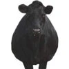 Montana Decoy Company Bessie Moo Cow 0081 -Outdoor Sports Store Montana 00081 Montana Decoy Bessie Moo Cow Black 0081